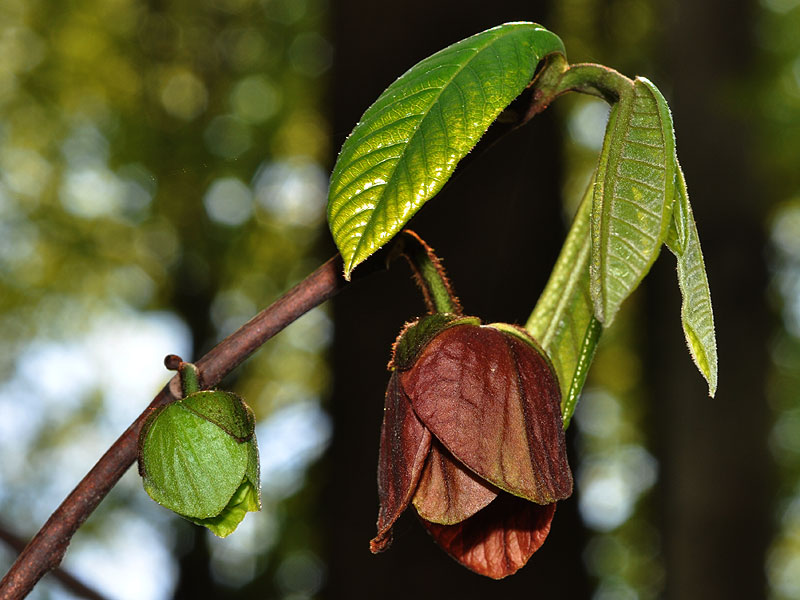 Asimina triloba