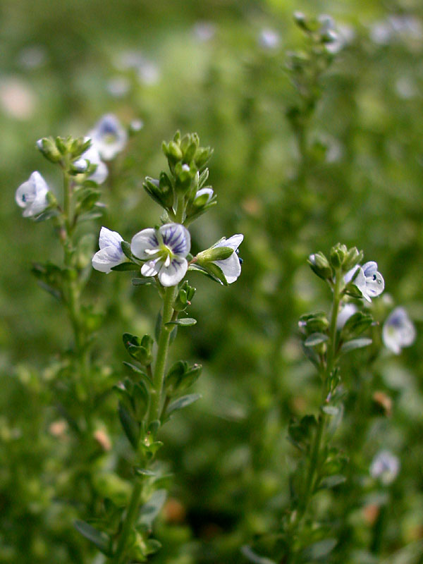 Veronica serpyllifolia