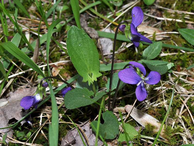 Blue Arrowleaf Violet