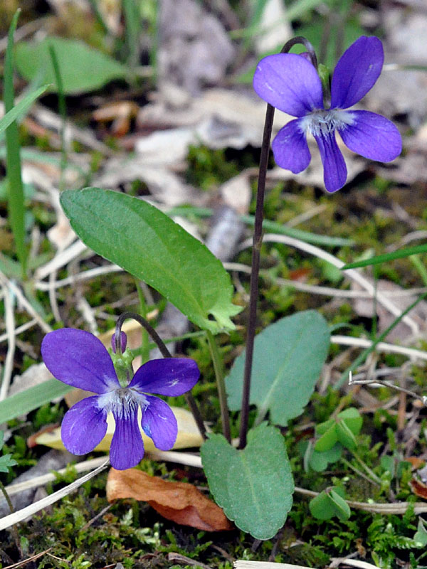 Blue Arrowleaf Violet