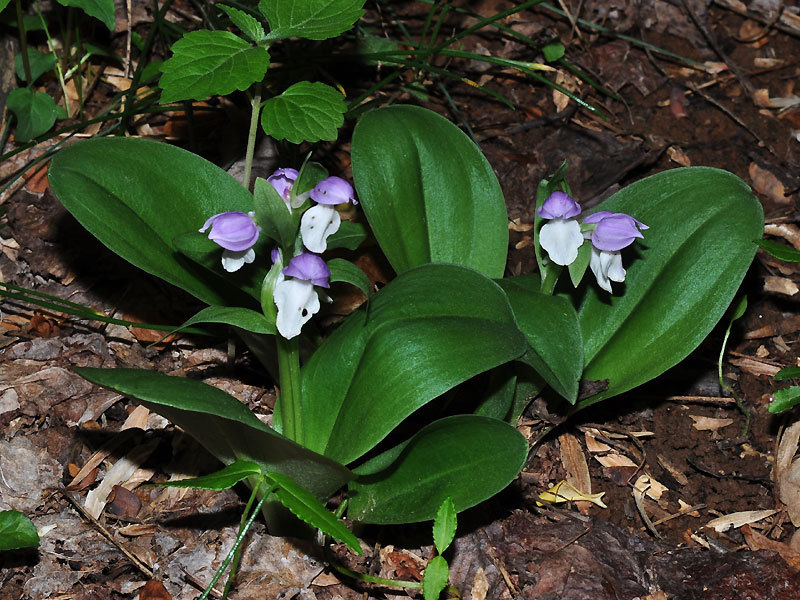 Showy Orchis