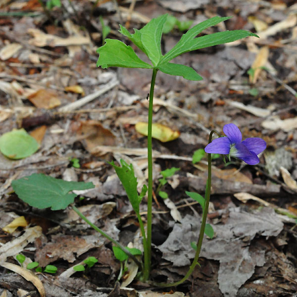 <i>Viola palmata</i>