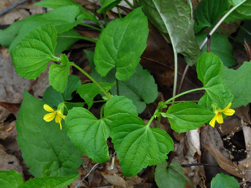 Viola pubescens var. scabriuscula