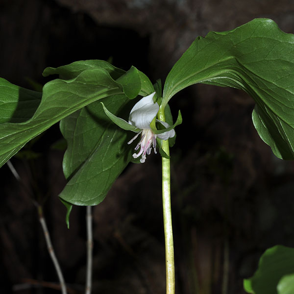 <i>Trillium cernuum</i>