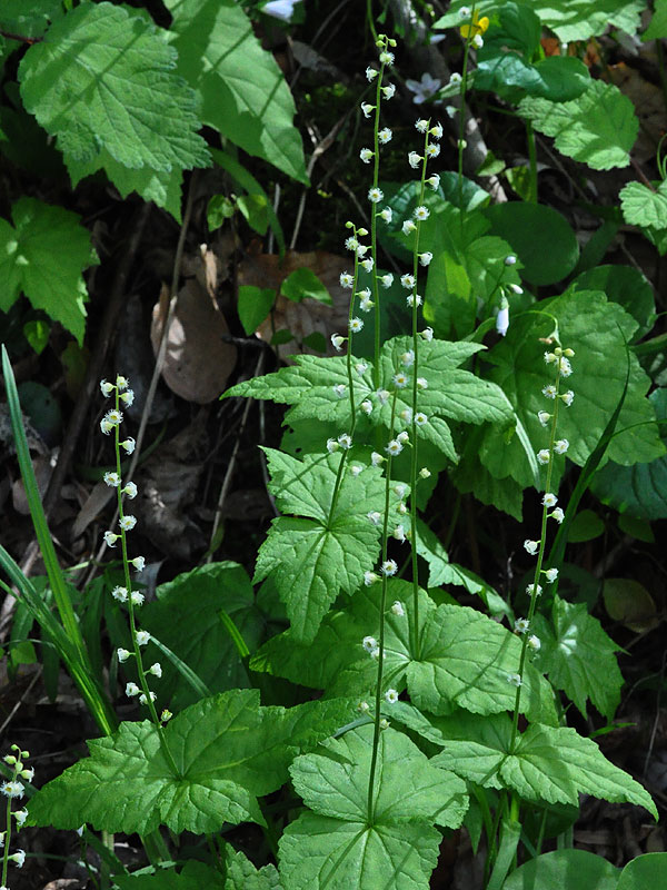 <i>Mitella diphylla</i>