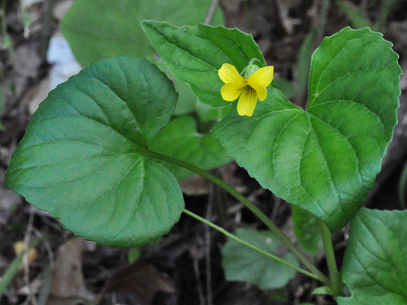 <i>Viola pubescens </i>var. <i>scabriuscula</i>