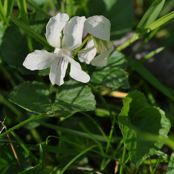 <i>Viola striata</i>