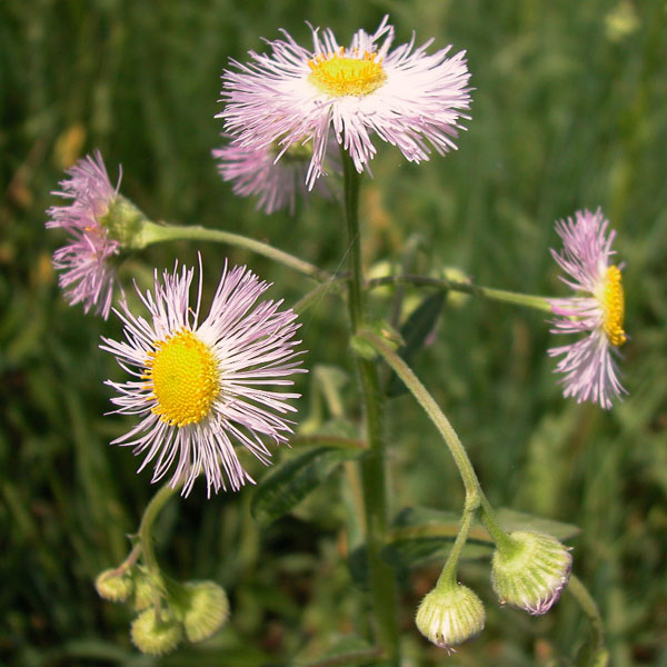 Erigeron philadelphicus