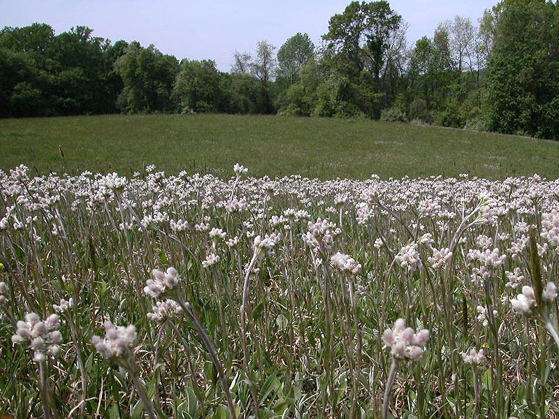 <a href='plant.php?id=0106'>Pussytoes</a> on Whitley Farms Trail, May 2010