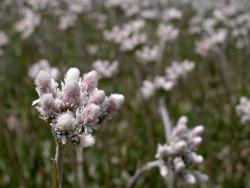 Antennaria neglecta