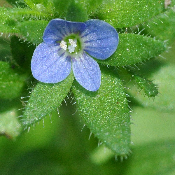 Corn Speedwell