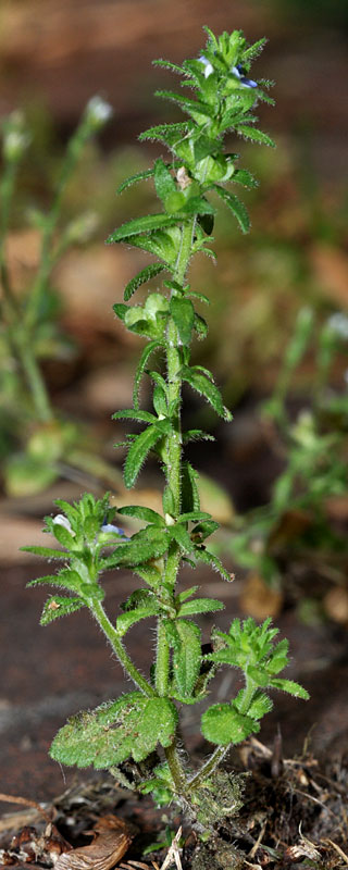 Veronica arvensis