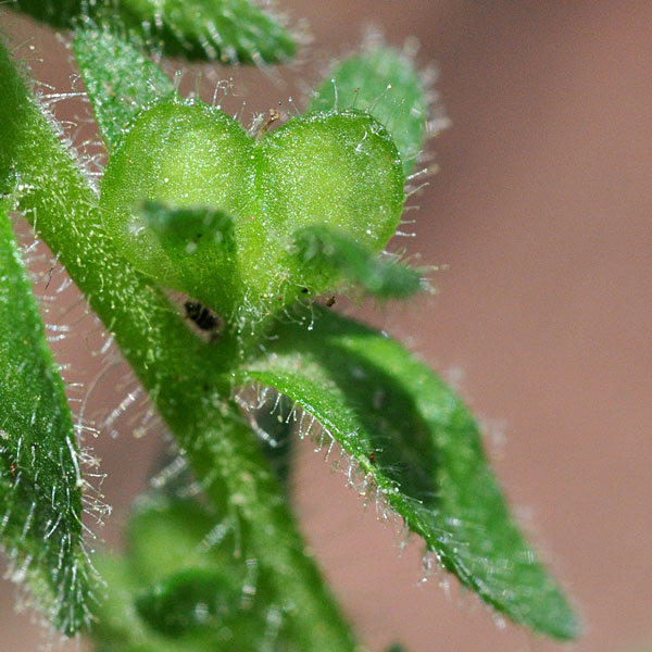 Veronica arvensis