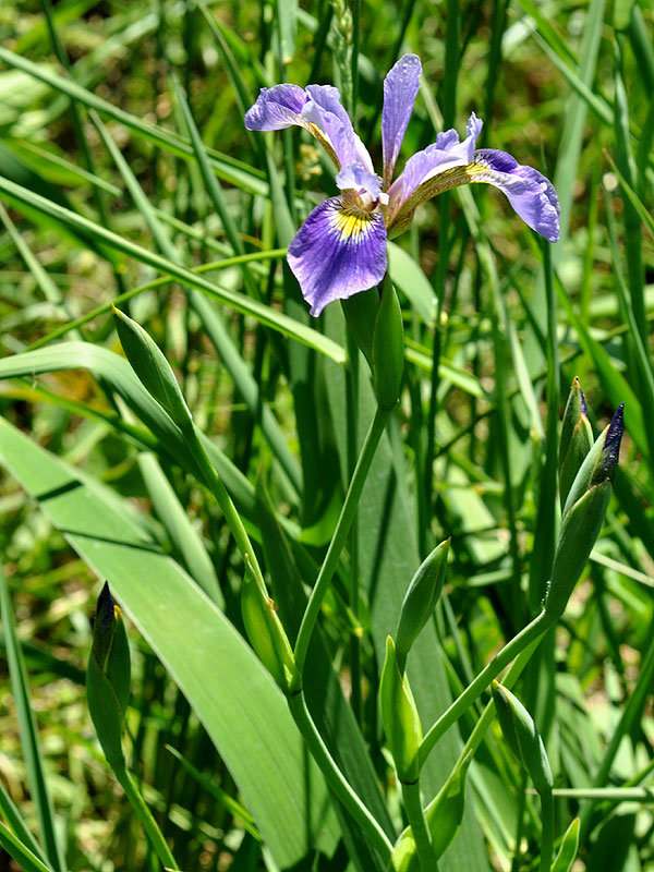 <i>Iris versicolor</i>