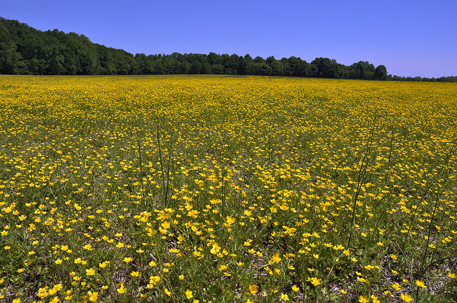 Bulbous Buttercup