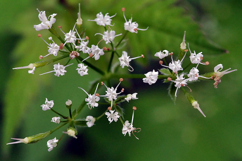 Osmorhiza longistylis