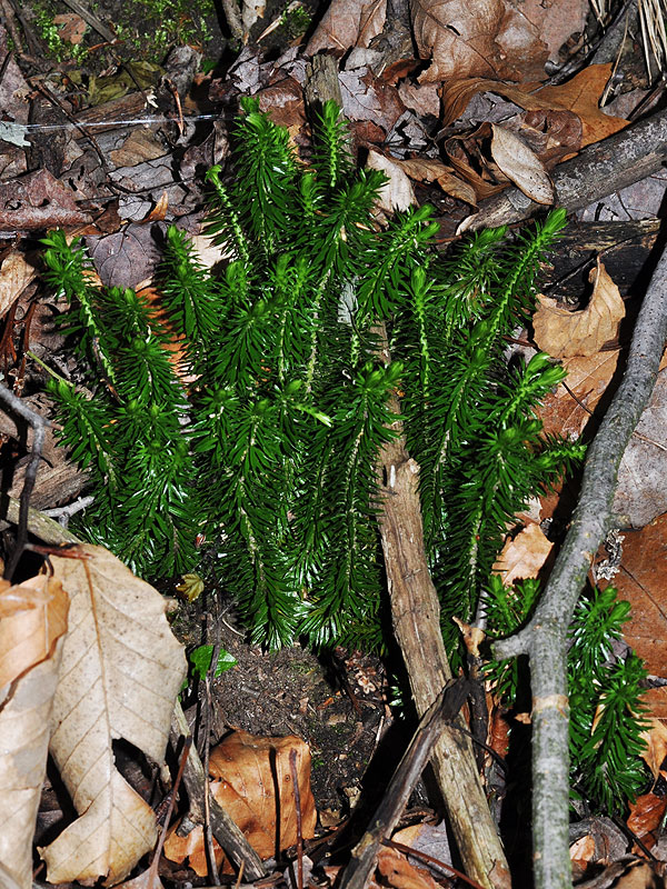 Shining Clubmoss