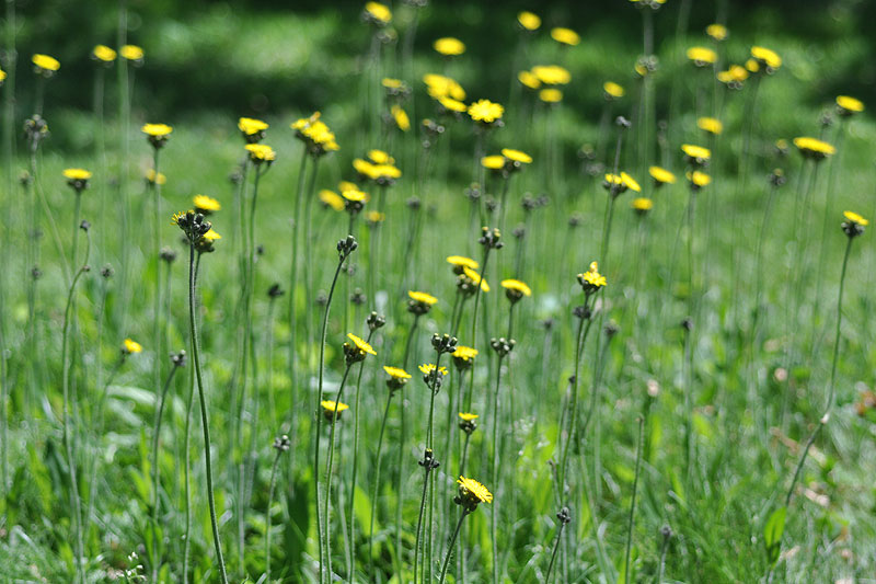 Hieracium caespitosum