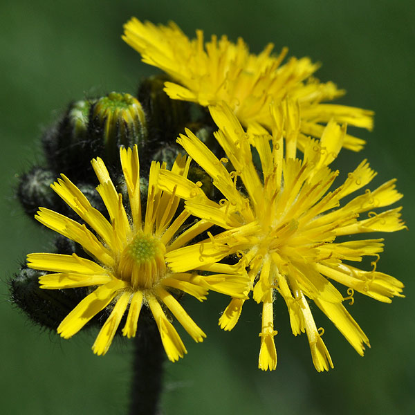 Hieracium caespitosum