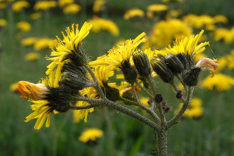 Hieracium caespitosum