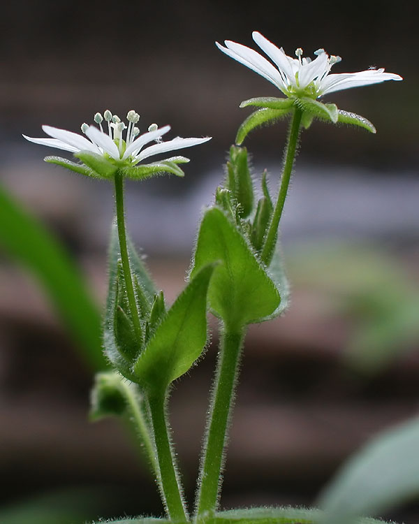 Myosoton aquaticum