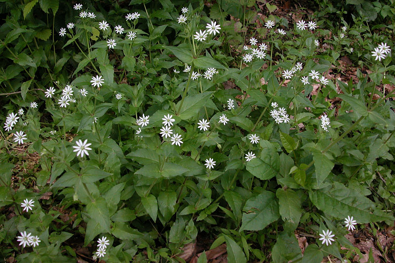 Myosoton aquaticum