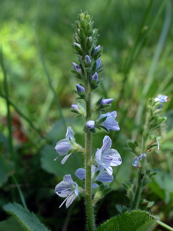 Common Speedwell