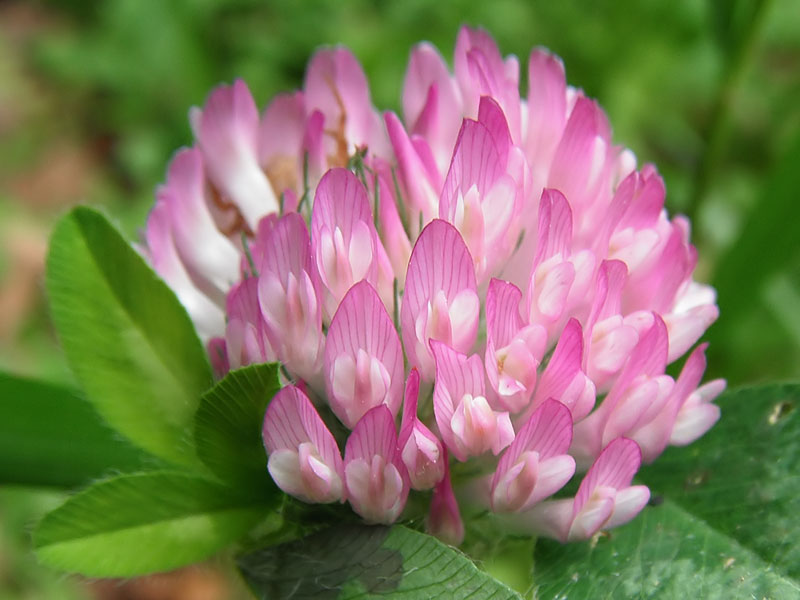 Trifolium pratense