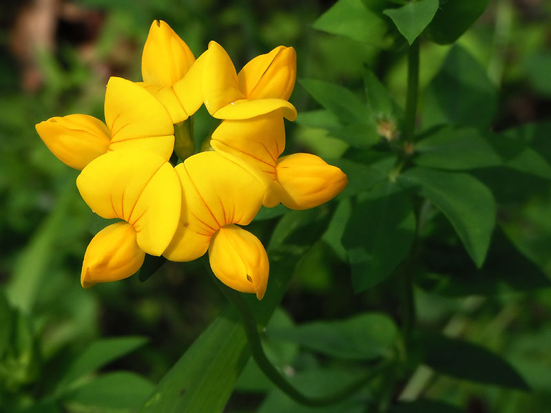 Lotus corniculatus