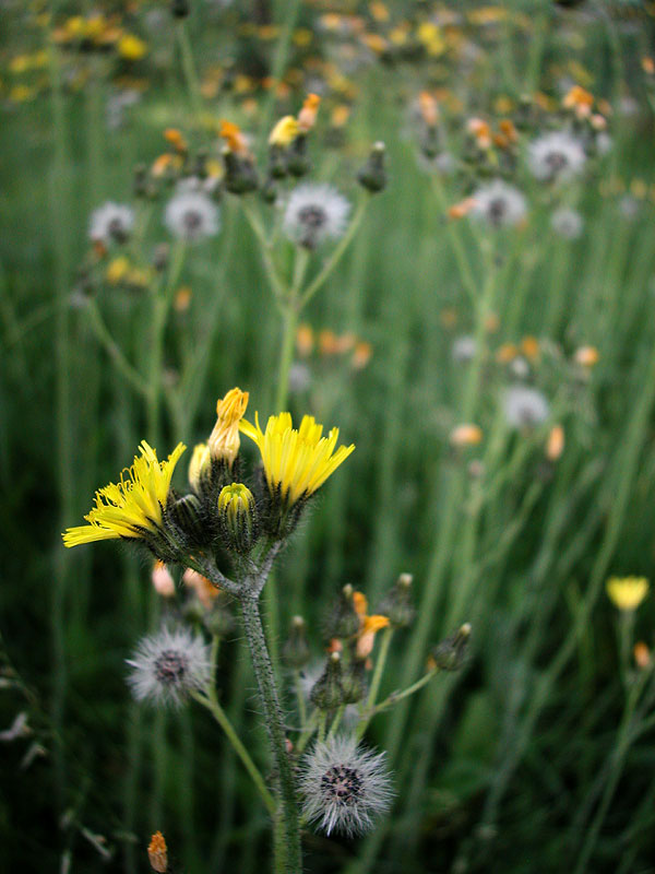 Hieracium caespitosum