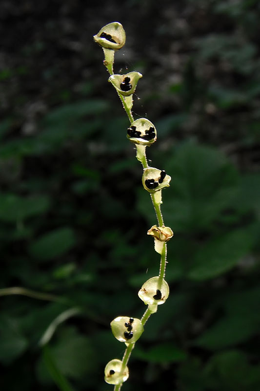 Mitella diphylla