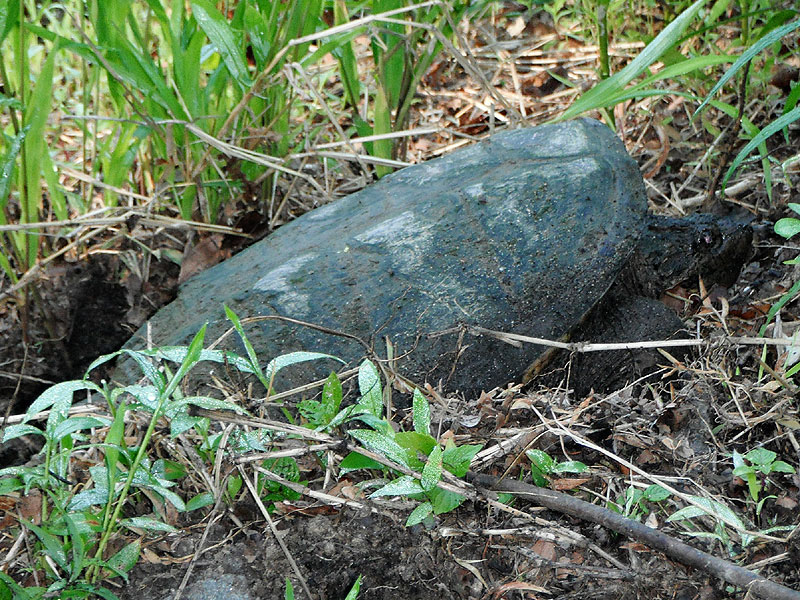 Snapping turtle <i>(Chelydra serpentina)</i><br>White Clay Creek State Park, May 2010