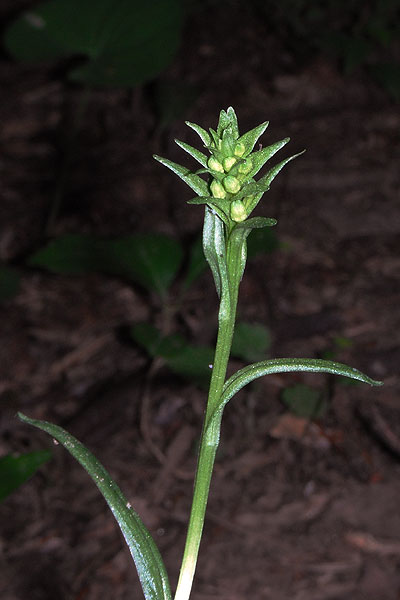 Platanthera lacera