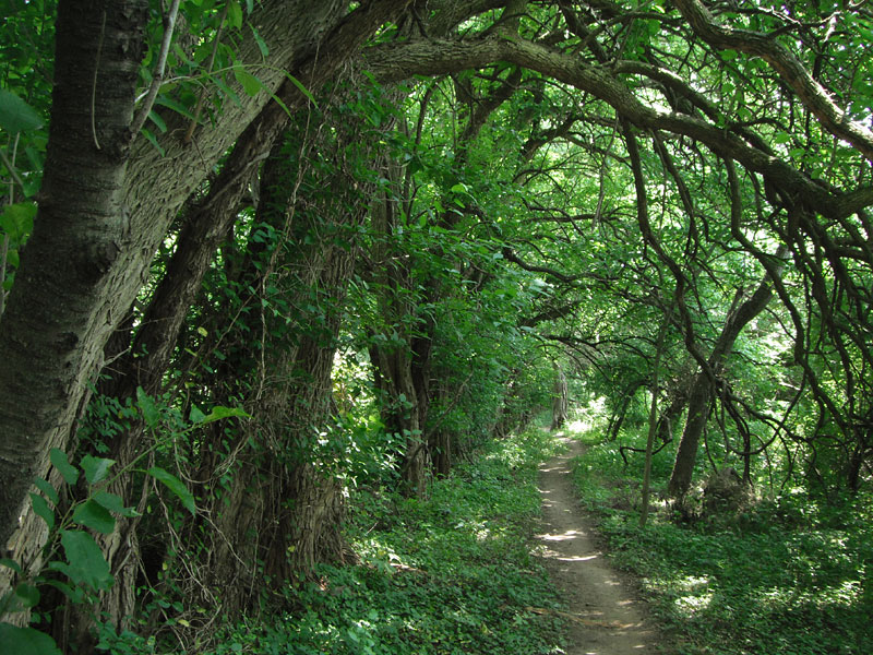 Boundary Line trail