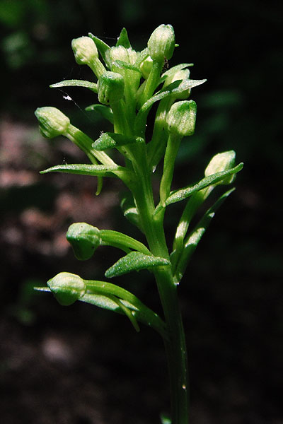 Platanthera lacera