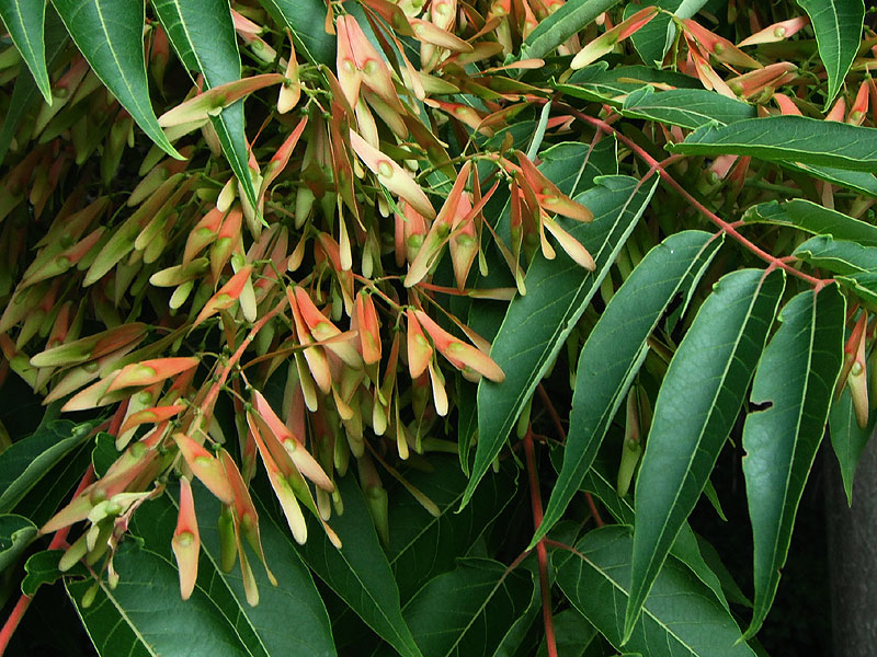 Ailanthus altissima