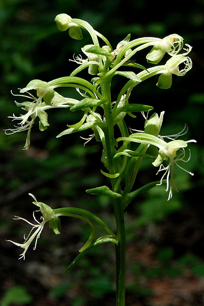 Platanthera lacera