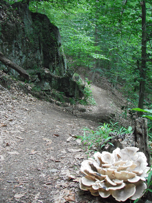 Double Horseshoe trail