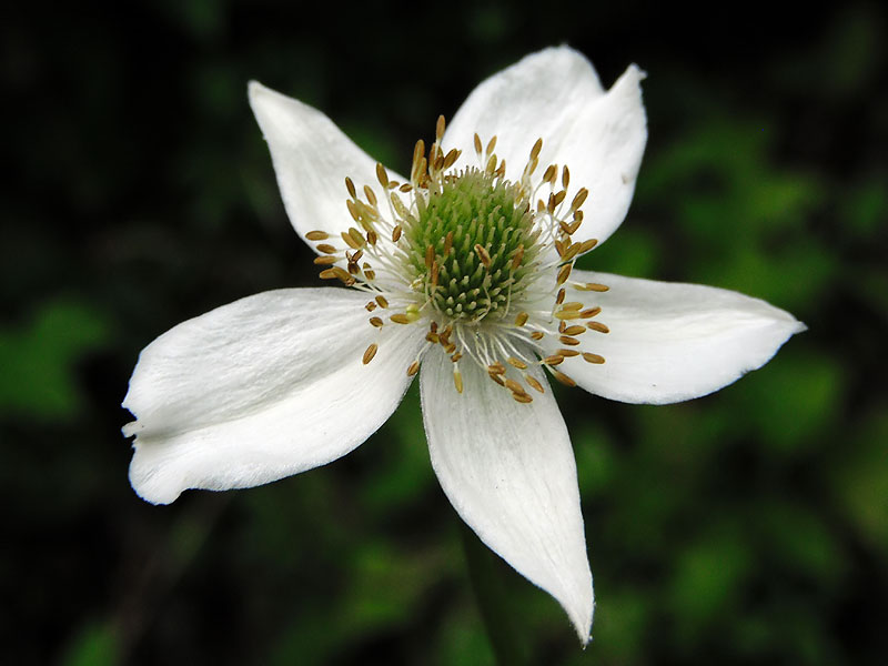 Anemone virginiana var. virginiana