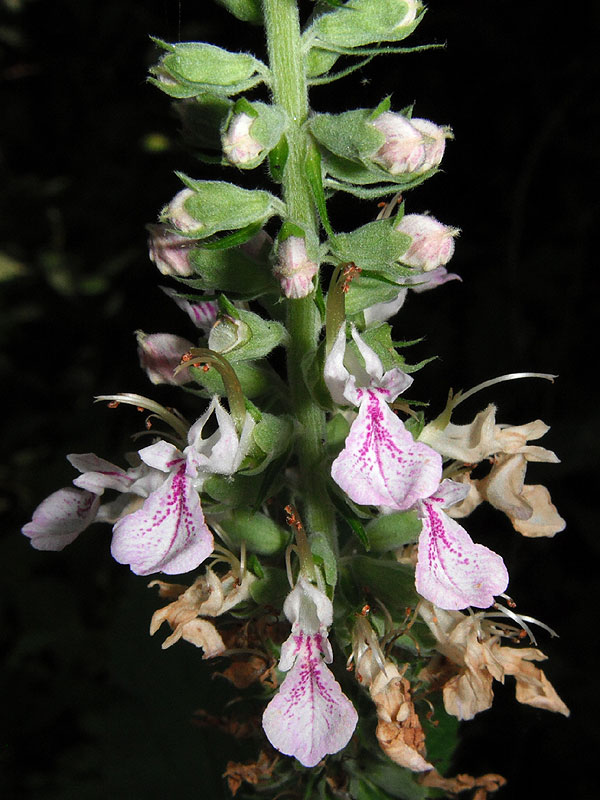 Teucrium canadense var. virginicum