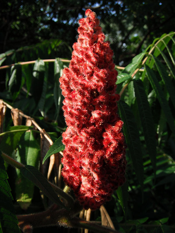 Rhus typhina