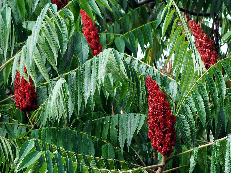 Rhus typhina