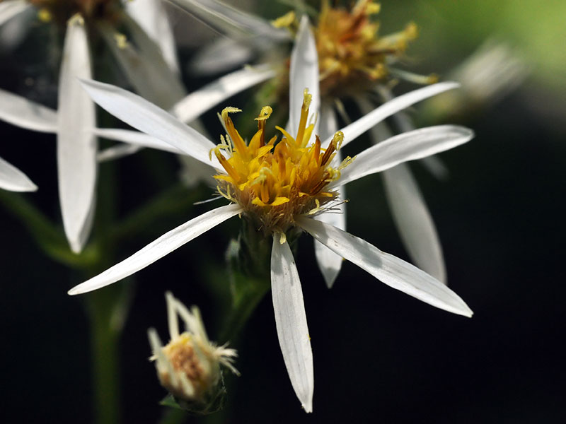 Schreber's Aster