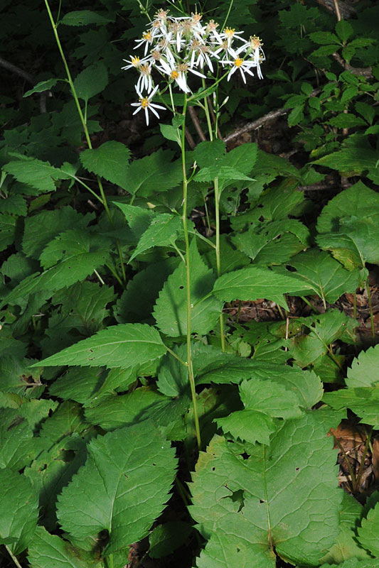 Schreber's Aster