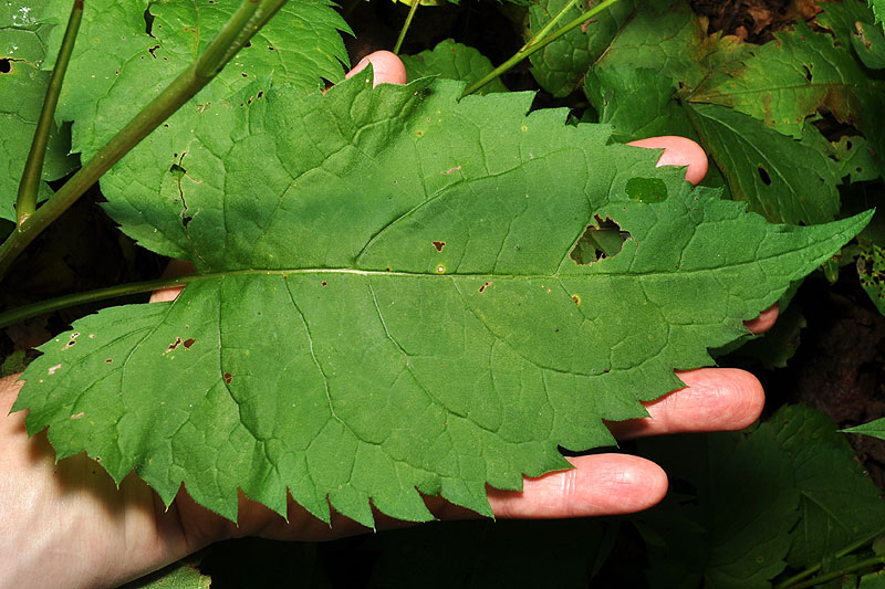 Eurybia schreberi