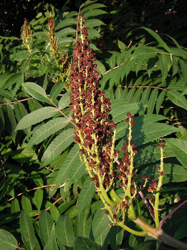 Rhus glabra