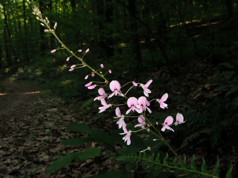 Hylodesmum nudiflorum