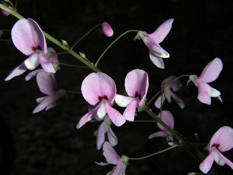 Bare-stemmed Tick-trefoil