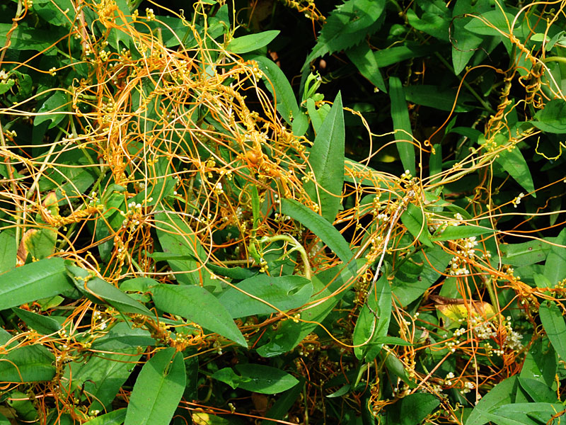 Cuscuta gronovii