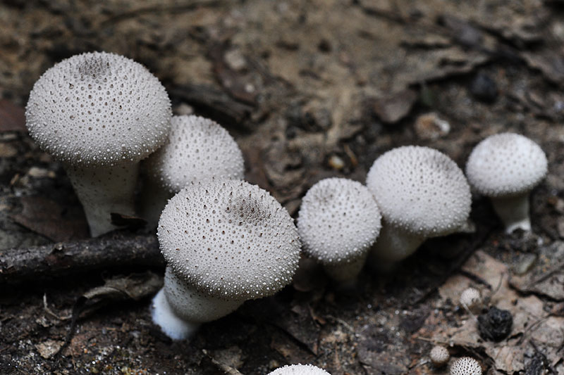 Lycoperdon perlatum